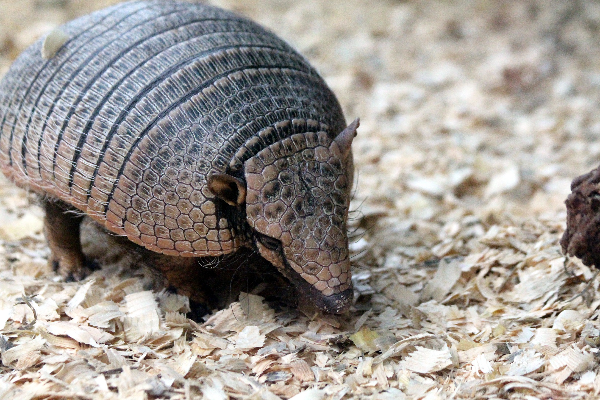 アルマジロは飼育できる アルマジロの飼育方法や値段 餌について紹介 珍しいペット辞典