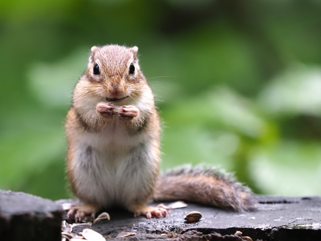 リスザルの餌は何がいい リスザルの飼育にオススメの餌を紹介 珍しいペット辞典