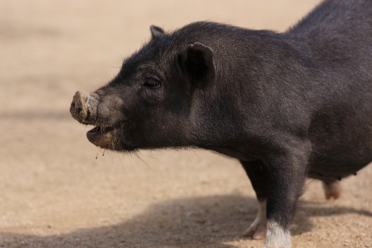 ミニブタの餌は何がいい ミニブタの餌の種類や量について紹介 珍しいペット辞典